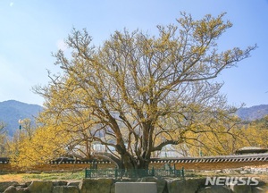 구례 산수유 시목 종자, 시드볼트에 영구보존