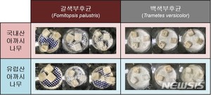 국내산 아까시나무로 어린이용 놀이기구 제작가능…고시 개정