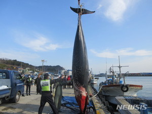 울산해경, 고래 불법포획·유통 특별단속 전개