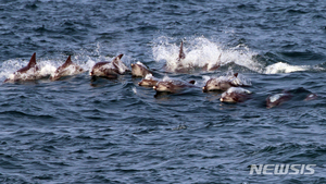 “대정읍 앞바다 난개발, 제주 남방큰돌고래 죽인다”