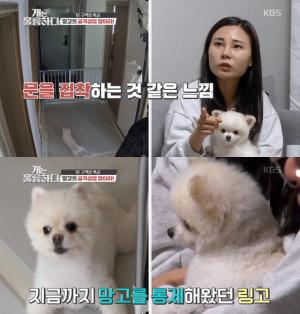 ‘개는 훌륭하다’ 링고, 망고를 공격하는 이유는?…강형욱 ‘犬빙의 극장’