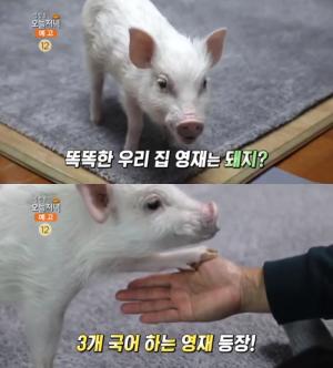 ‘생방송오늘저녁-별별열전’ 돼지 복남이, 3개 국어 천재豚 “식욕 조절 가능!”