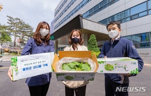 강서구, 홍천 농가 돕기 곰취 350만원어치 구매