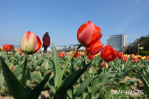 "통영시민 여러분, 트라이애슬론광장에서 튤립 캐세요"