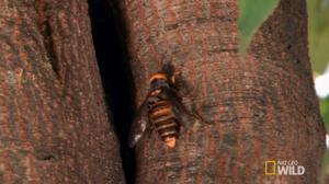 장수말벌, 미국서 발견돼 양봉업계 초비상…쌍살벌과의 구분법 및 대표 천적은?