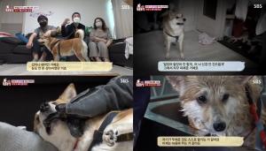 ‘TV 동물농장’ 무서운 강아지 가희, 역대급 폭군으로 5년 동안 목욕 거부…전문가 투입 후 목욕 성공? (1)