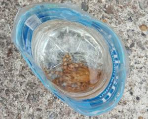 울산 앞바다서 맹독성 파란고리문어 발견…청산가리 10배의 독