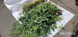 빌라 화단·옥상서 양귀비 100주 재배 70대 적발