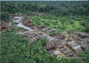 코로나19로 느슨해진 단속에 "아마존 열대우림 무단벌채 늘어"