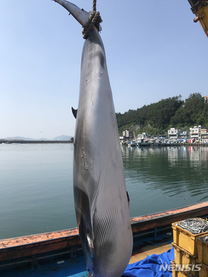 거제 외포항서 &apos;바다의 로또&apos; 밍크고래 1마리 혼획