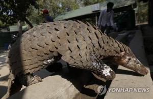 [코로나 연구] "코로나19 바이러스는 박쥐·천산갑 코로나바이러스의 잡종"