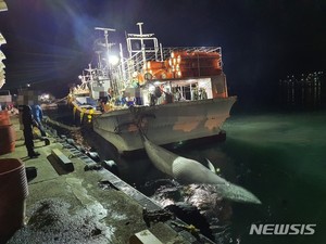 포항 앞바다서 &apos;바다의 로또&apos; 밍크고래 잇따라 발견돼(종합)