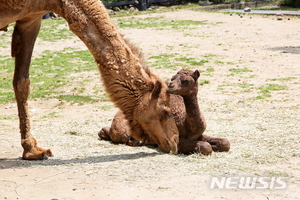 서울대공원, "생후 1달 귀여운 아기낙타 유튜브로 만나세요"