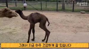 서울대공원서 새끼 낙타 탄생, 포도+주스 사이에서 태어난 암컷 &apos;거봉이&apos;