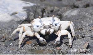 군산시, 선유도해수욕장 일원 멸종위기 흰발농게 이주작업 착수