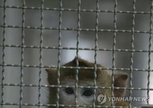 태국 "코로나19 백신 원숭이 실험 고무적…10월 임상시험 기대"