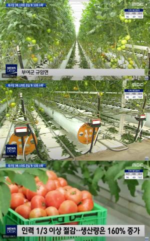 스마트팜 최첨단 스마트온실, 충남 부여 건설 "토마토 1년에 50차례 수확 가능해"