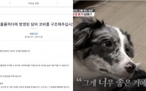 ‘개는 훌륭하다’ 담비-코비 구조 청원 4만명 돌파…견주 인스타 상황은? 