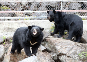 영산강환경청, 곰 사육시설 특별 지도점검