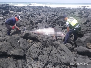 제주에서 남방큰돌고래 사체 발견…“그물에 걸린 것으로 추정”