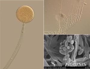 "미세플라스틱 분해"…국내서 털곰팡이속 신종 곰팡이 발견