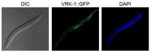 KAIST·포항공대, 수명 연장 돕는 단백질 &apos;VRK1&apos; 찾았다