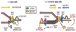 기초과학연구원, 세포의 DNA 내부 이상 구조 제어법 규명