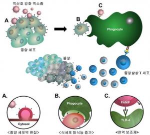 "암세포에 표적붙여 면역세포로 공격"…새 항암치료전략 제시