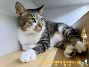 “사람 죽일듯이 물어뜯고는”…‘동묘시장 고양이 학대 사건’ 캔디, 구조된 후 아직까지 입양 안돼