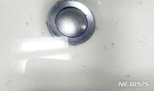 "물 마시면 안 돼" 인천 수돗물서 발견된 깔따구 유충 &apos;오염 지표종&apos;이였다