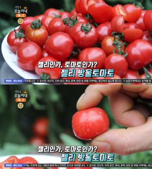 ‘생방송오늘저녁’ 젤리 방울토마토 “말캉한 식감에 달콤함까지” 용인 조명동 농부의 역작…ABC주스, 다이어트 비결!
