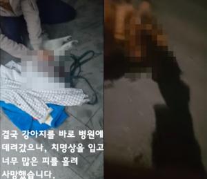 “이번이 5번째 사고, 견주 제정신 아냐” 로트와일러-스피츠 사건 목격한 훈련사 이웃 분노 