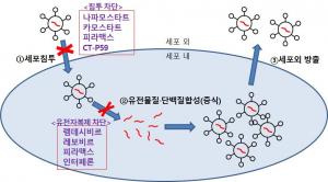 GC녹십자랩셀 "면역세포, 시험관실험서 코로나19 치료효과 확인"