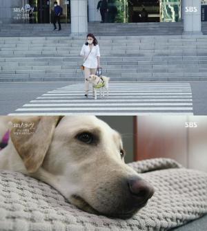 ‘SBS스페셜’ 국회 출입 김예지 의원 안내견 ‘조이’ & 밀양 천재견 ‘행복이’ 外 “개는 사람을 어떻게 사랑하는가?”