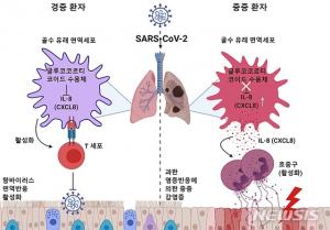 [코로나 연구] KAIST, 코로나19 중증 환자 이유 밝혀냈다…치료제 개발 기대