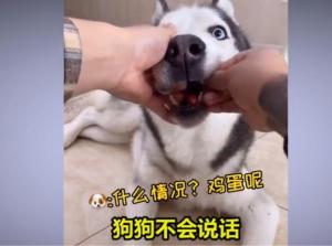 중국 &apos;먹방&apos; 규제에 개가 등장…동물 학대 논란