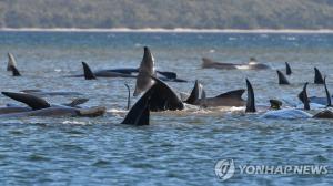 호주 해안 고래 270마리 &apos;좌초&apos;되 90마리 모래톱에 갇혀 떼죽음