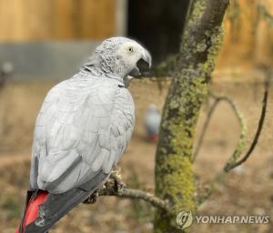 영국 동물원, &apos;욕쟁이&apos; 앵무새 얌전해질 때까지 격리…&apos;꺼져&apos; &apos;뚱뚱이 멍청이&apos; 입에 달고 살아