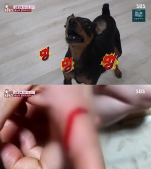 ‘TV 동물농장’ 분노의 화신 강아지 리치, 어릴적 트라우마로 공격성이 높아졌다? (1)