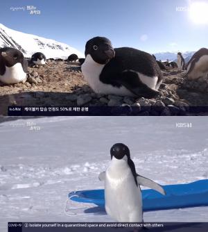 ‘다큐인사이트’ 귀여운 펭귄과 고달픈 과학자, 턱끈·젠투·아델리·황제펭귄와의 아름다운 동거!