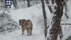 중국에서 호랑이가 곰까지 잡아먹어