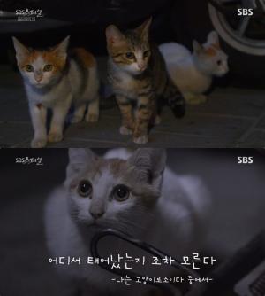 ‘SBS스페셜’ 길고양이K “그들이 사는 세상” 묘(猫)생 조명…‘라이프 오브 사만다’ 사단 제작