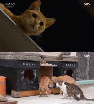 [종합] ‘SBS스페셜’ ‘길고양이K’ 고흥 애도(쑥섬)는 고양이섬!…세운상가 → 창경궁 → 봉천동 