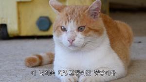 “착한 얼굴에 그렇지 못한 태도” 유튜버 haha ha, 고양이 뚱땅이 실체 공개