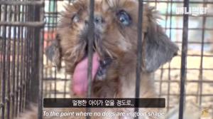 "태운 강아지 발을 먹는 강아지"…&apos;애니멀봐&apos; 강아지 농장, 충격적인 실태 공개
