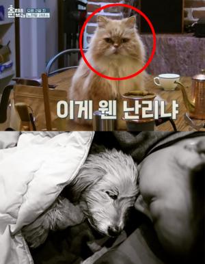 "너무 슬프다" 이효리, 고양이 미미 이어 반려견 순심이와 두 번째 이별