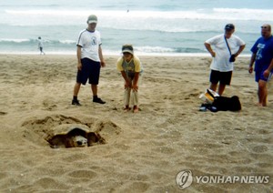 [다시! 제주문화] (75) &apos;용왕 막내딸&apos; 거북에 막걸리·돼지고기 대접