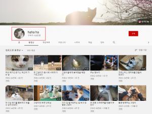 "순한맛 고양이 시트콤" 유튜버 &apos;haha ha&apos;, 구독자 100만명 달성…골드버튼과 함께하는 영상 올릴까