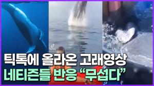 틱톡에 올라온 고래영상 네티즌들 반응 "무섭다"