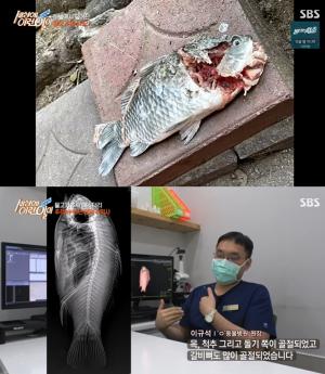 ‘세상에이런일이’ 물고기 추락 미스터리, 15년 경력 수의사 “아가미 장기 소실?” (1)